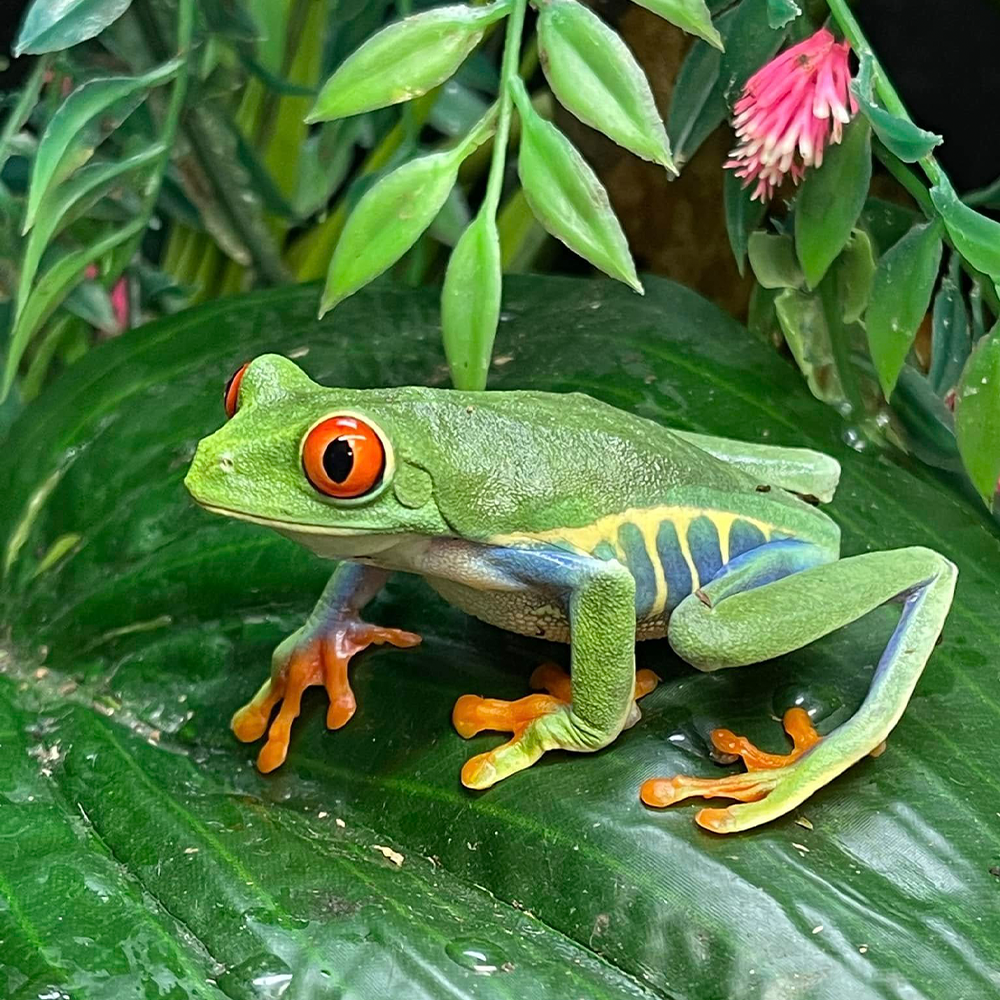 Green Eyed Tree Frog