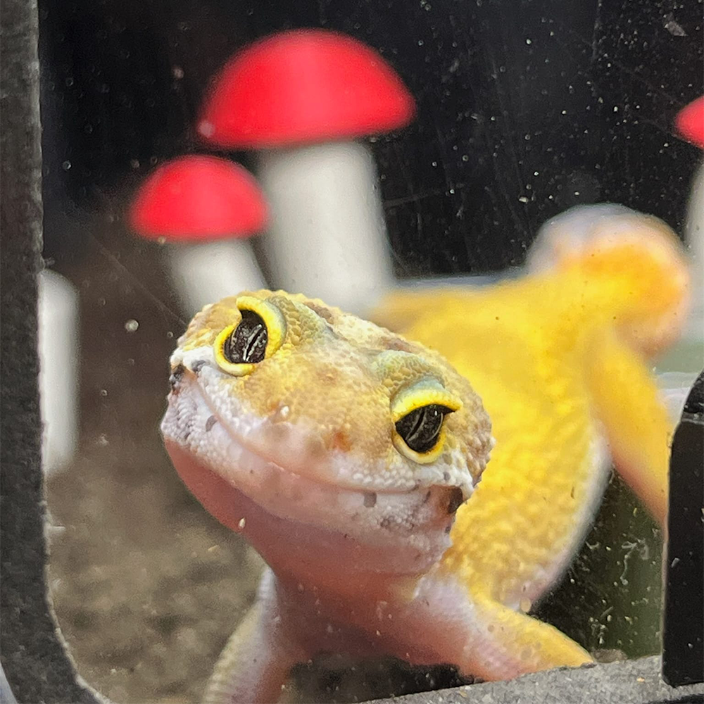 Leopard  Gecko