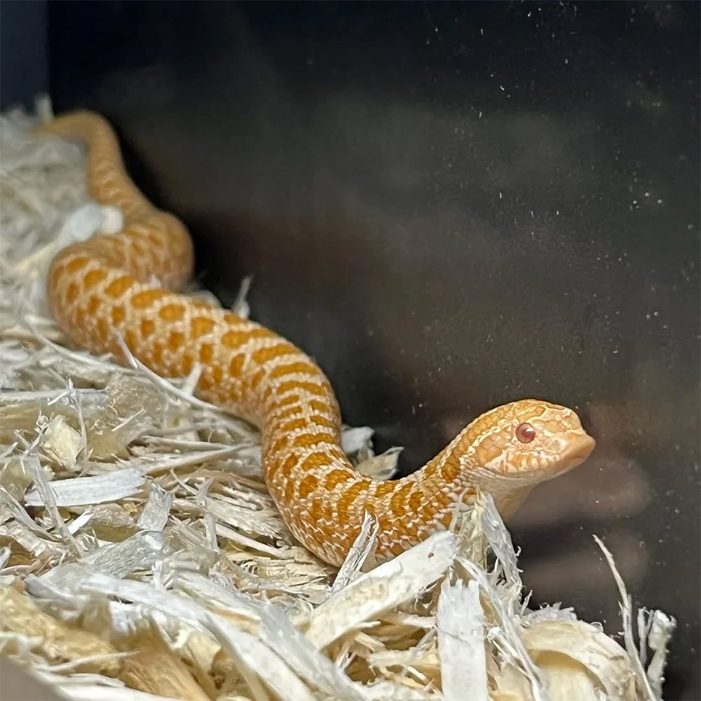 Hognose