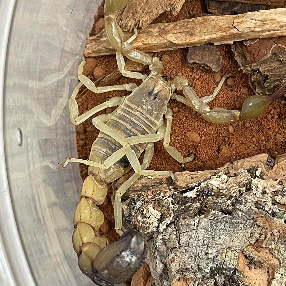 Scorpion