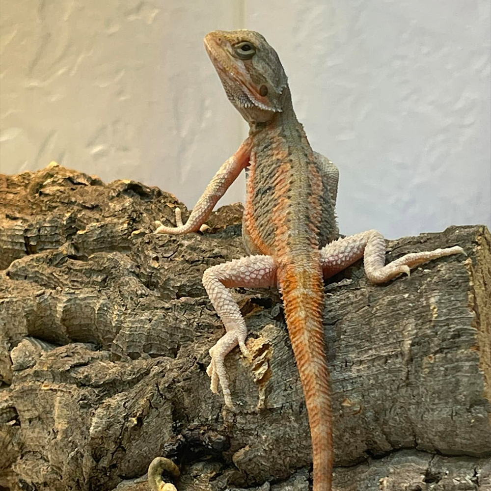 Bearded Dragon