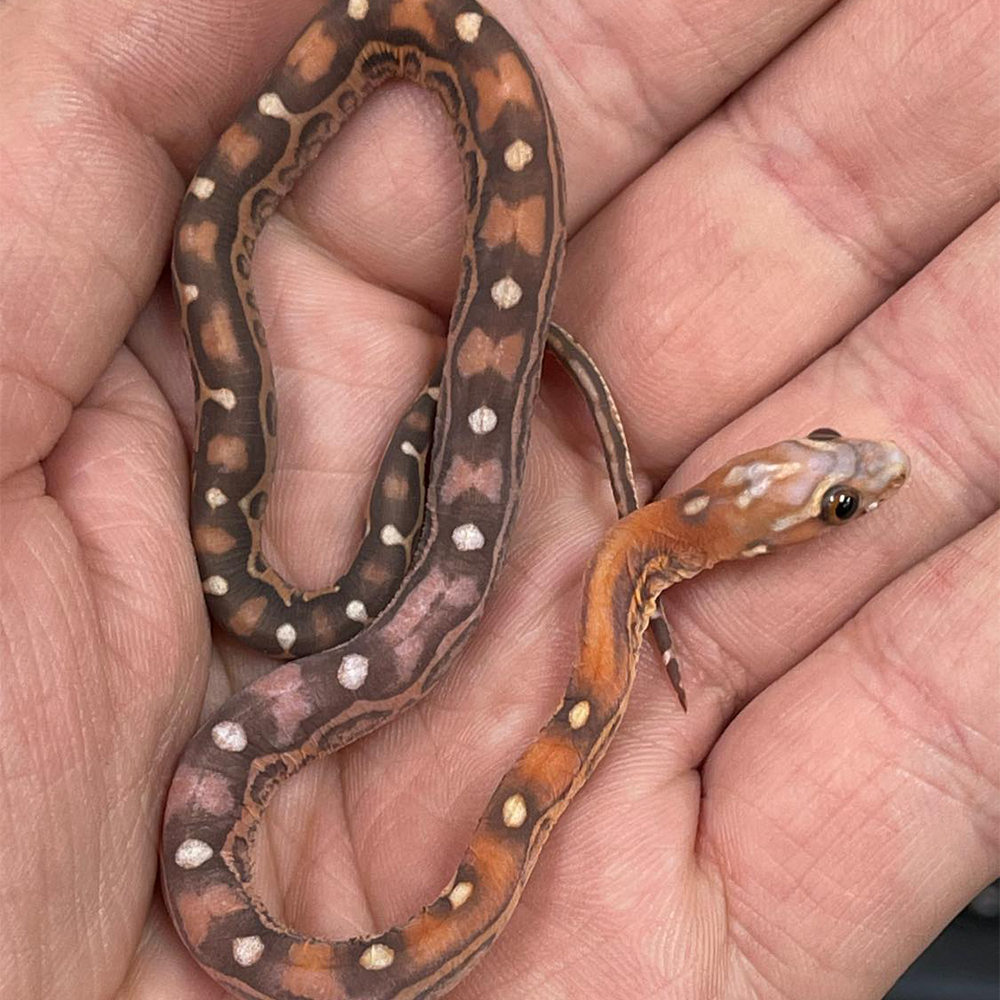 Hypo Scaleless Corn Snake