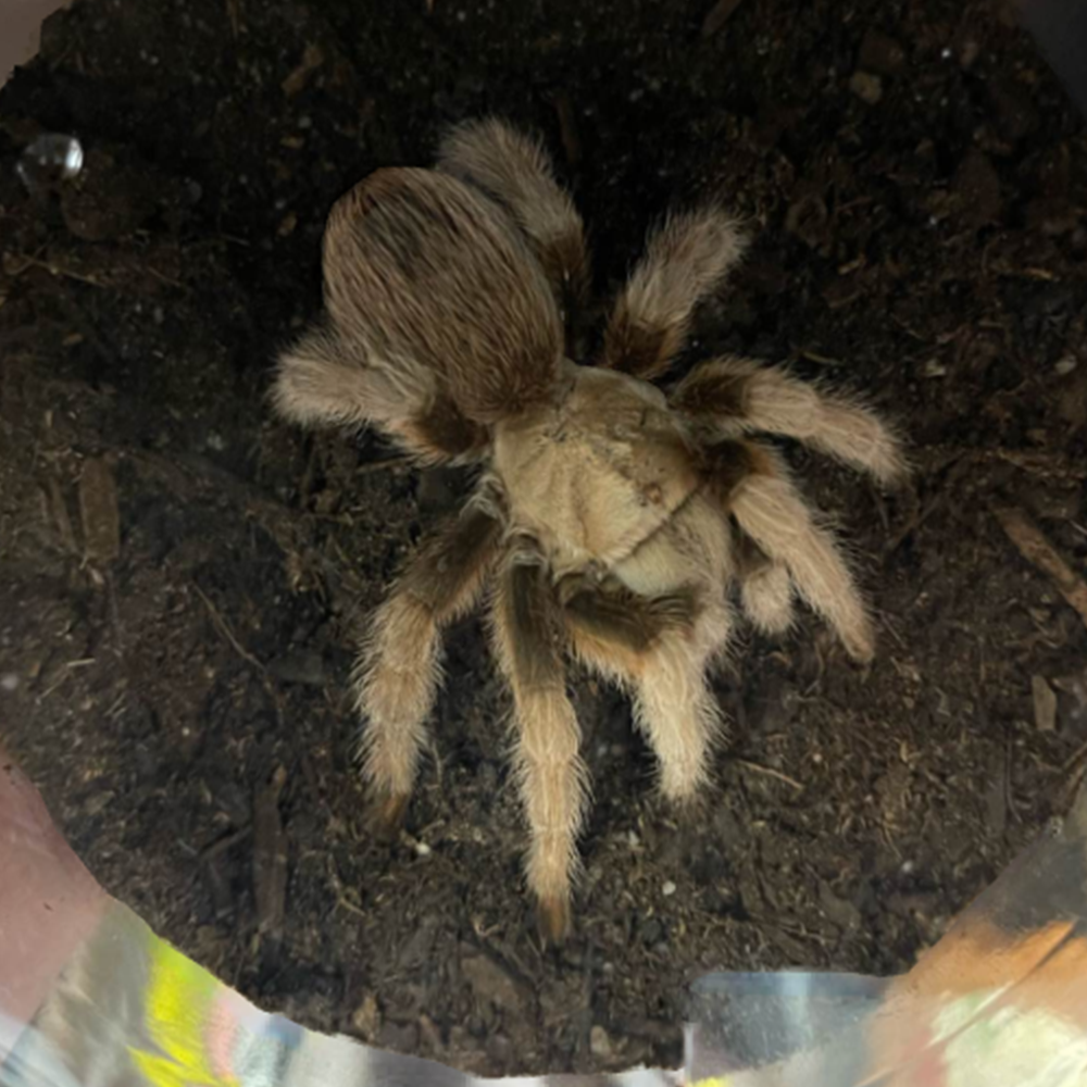 Tarantula