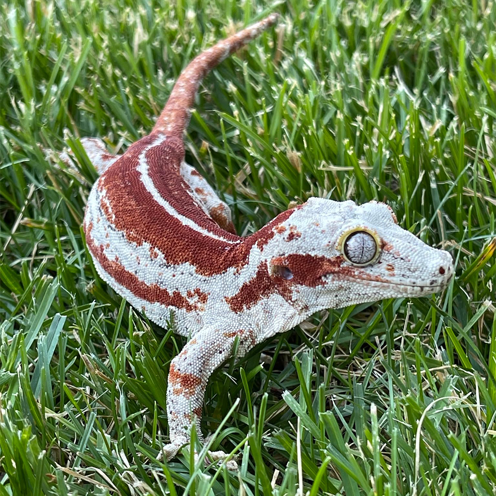 Gargoyle Gecko