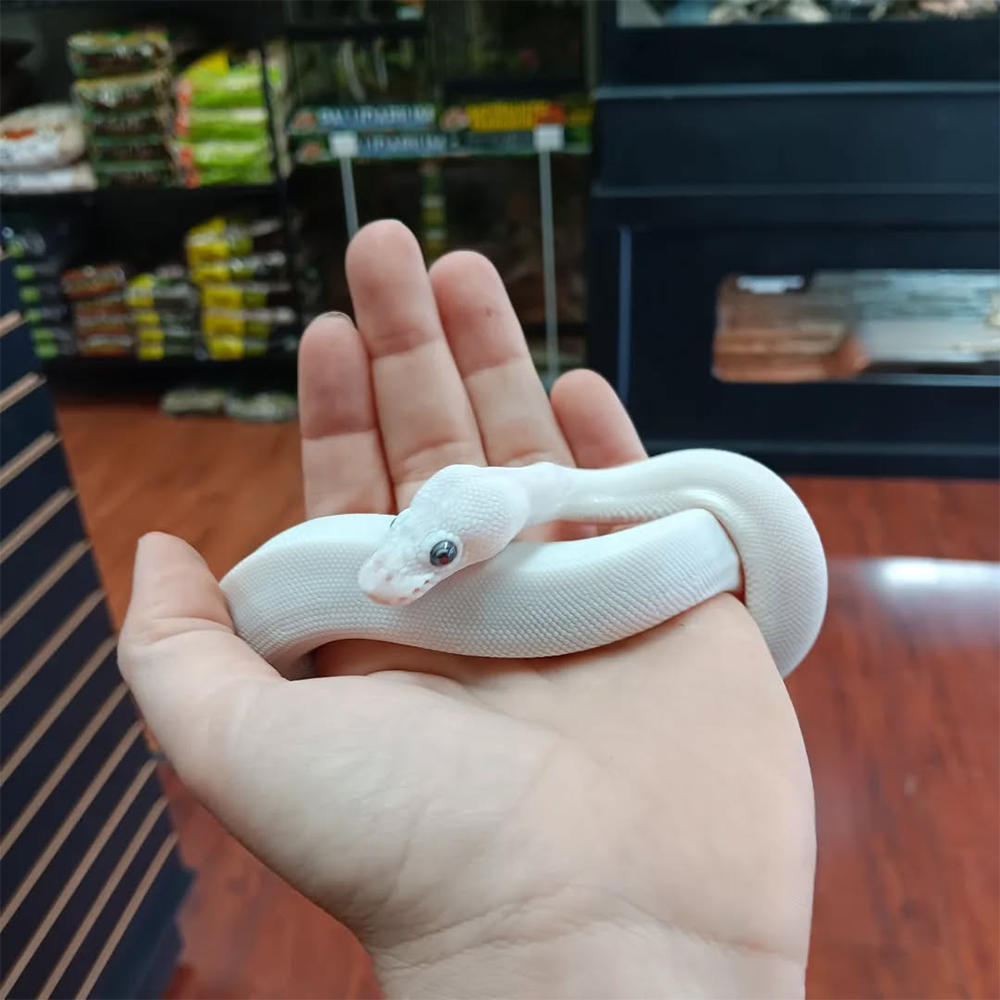 Blue-Eyed Leucustic Ball Python